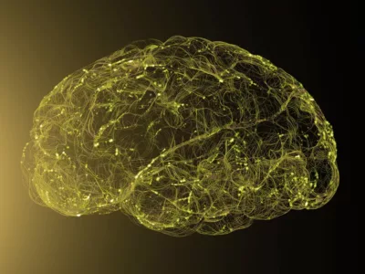 Ein computergeneriertes Bild eines Gehirns