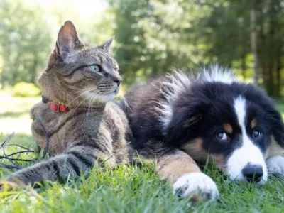 Katze und Hund liegen zusammen auf einer Wiese