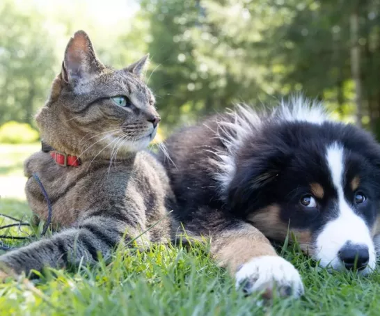Katze und Hund liegen zusammen auf einer Wiese