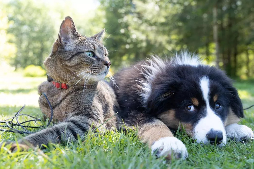 Katze und Hund liegen zusammen auf einer Wiese