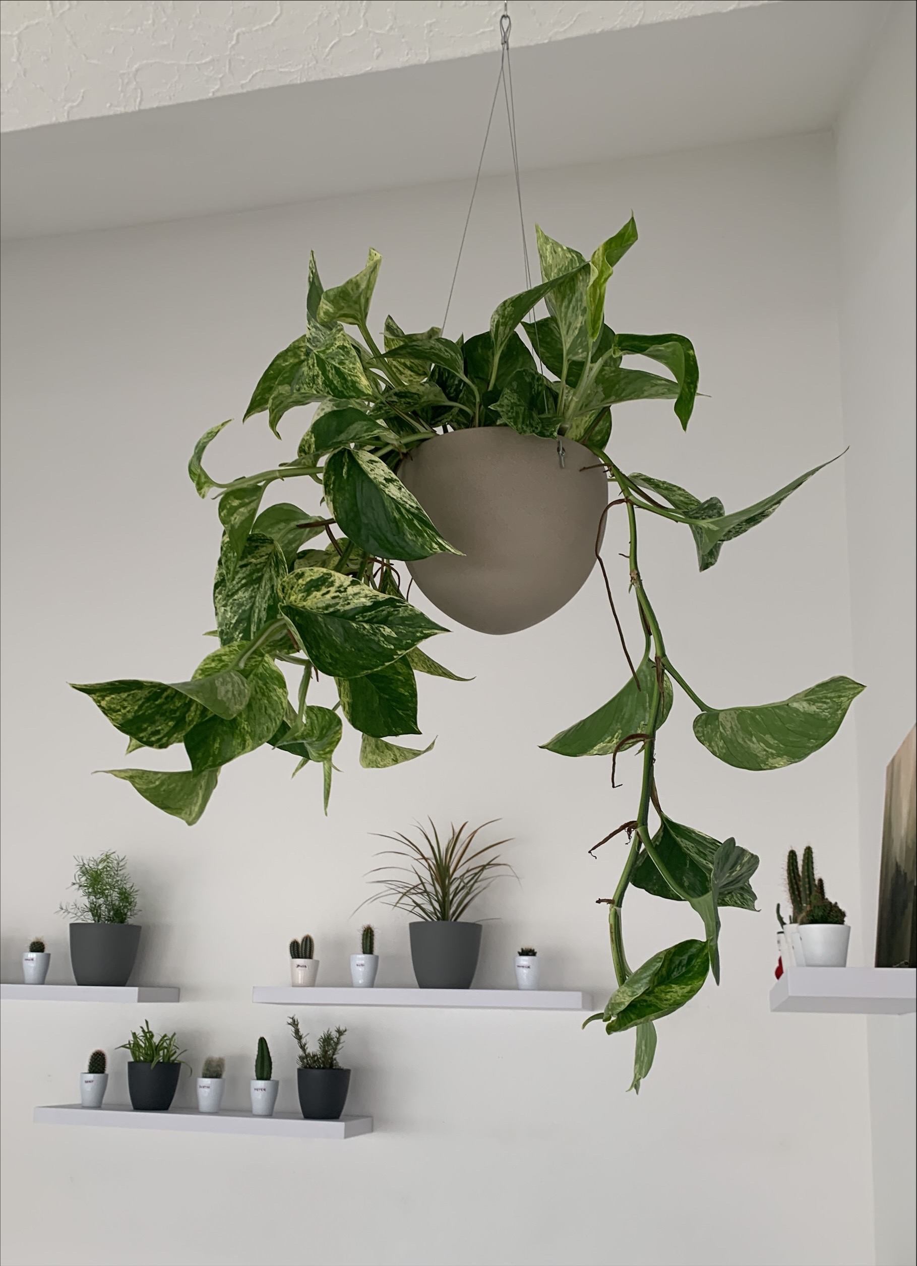 eine Pflanze, die von der Decke in einem Raum hängt.