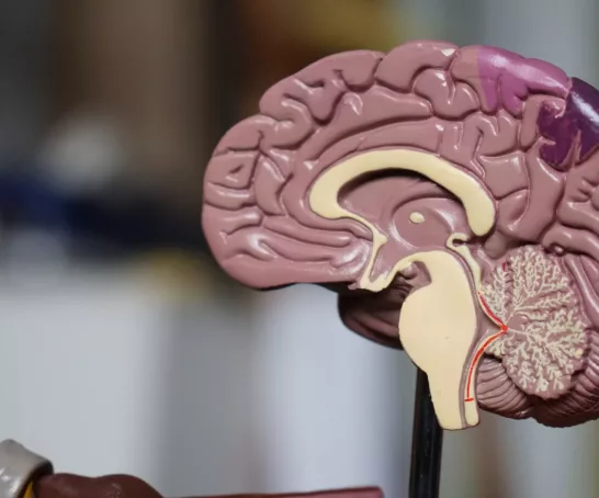 ein Modell eines menschlichen Kopfes und Gehirns.